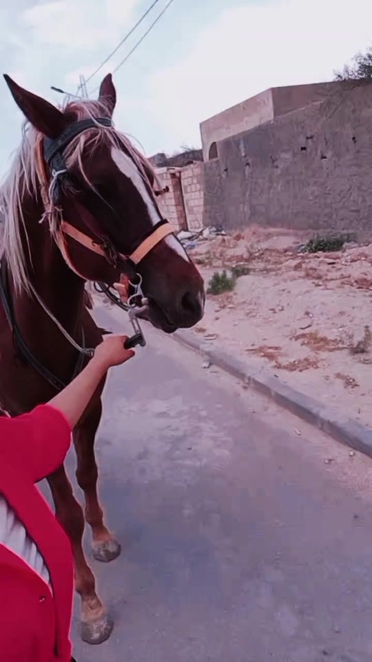 TikTok video thumbnail by henchiri.adel12