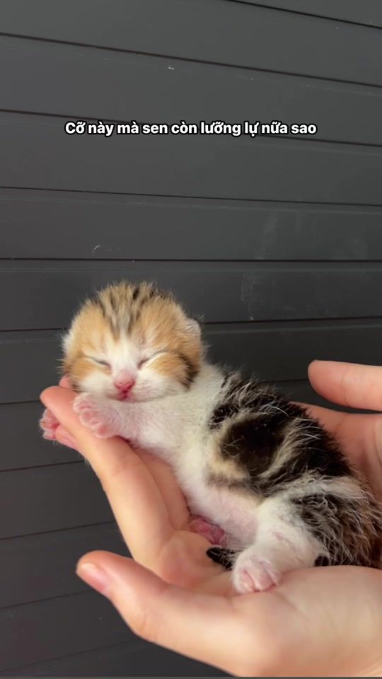 TikTok video thumbnail by bao_boi_pett