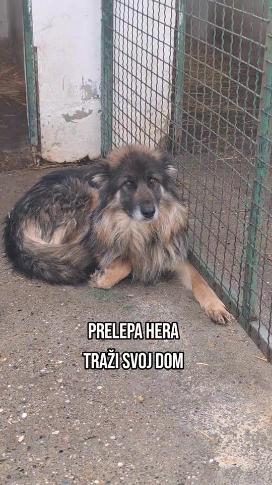 TikTok video thumbnail by j_animalfriends