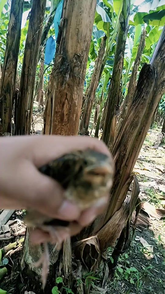 TikTok video thumbnail by ing.suco.agrovisionary