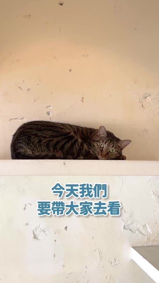 TikTok video thumbnail by langlangdontcry