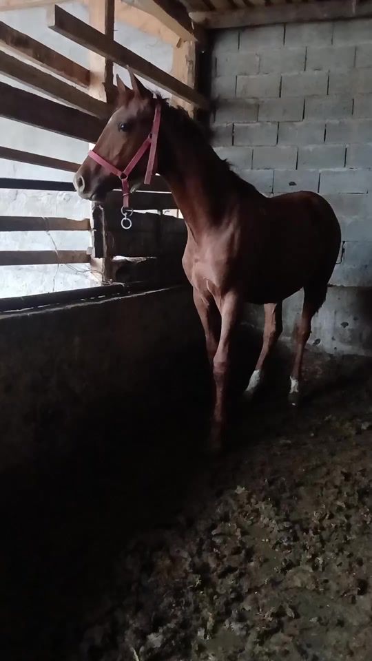 TikTok video thumbnail by .949448