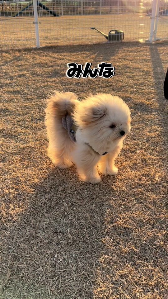 TikTok video thumbnail by omochi__0610