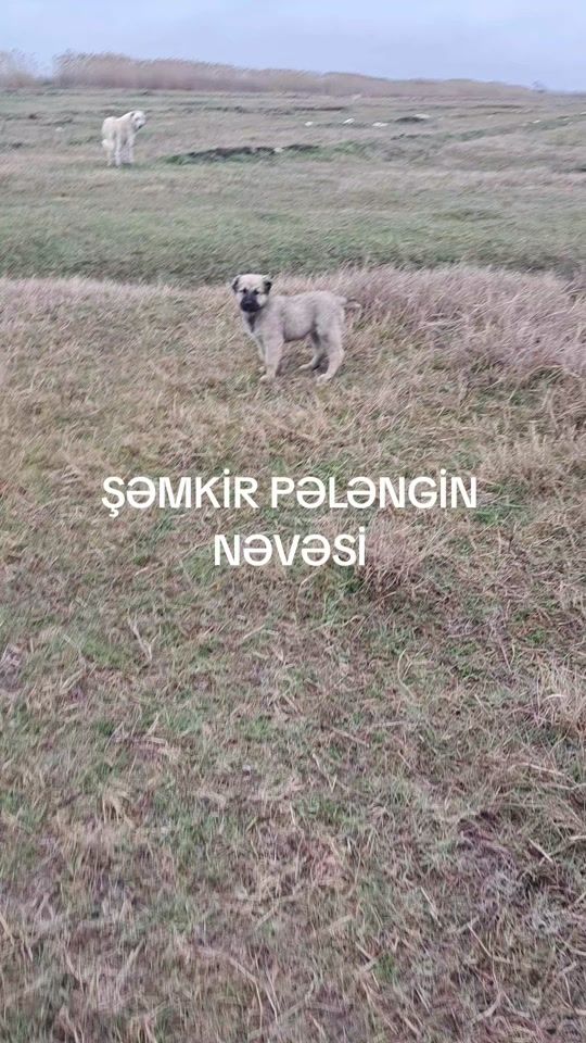 TikTok video thumbnail by amxal_09