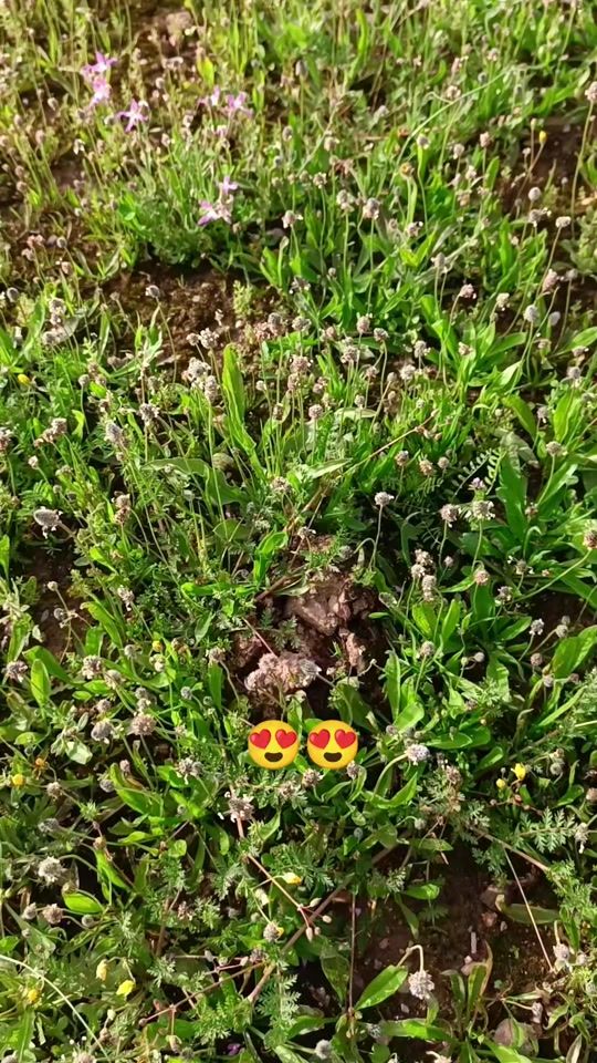 TikTok video thumbnail by asmar..10