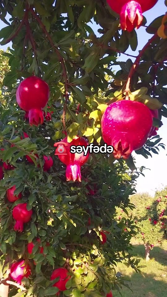 TikTok video thumbnail by nahid.narc