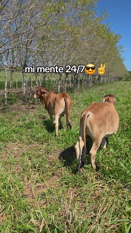 TikTok video thumbnail by praga_17