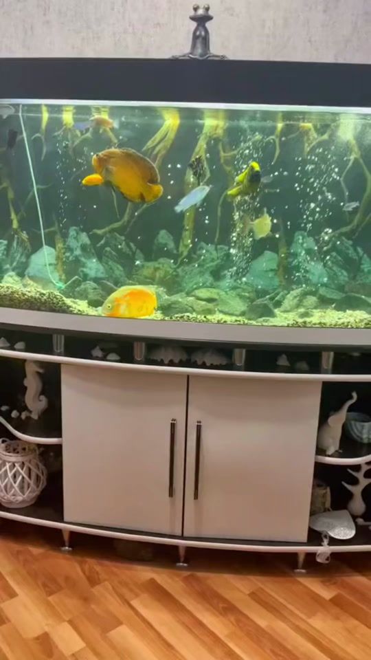 TikTok video thumbnail by petlife_e