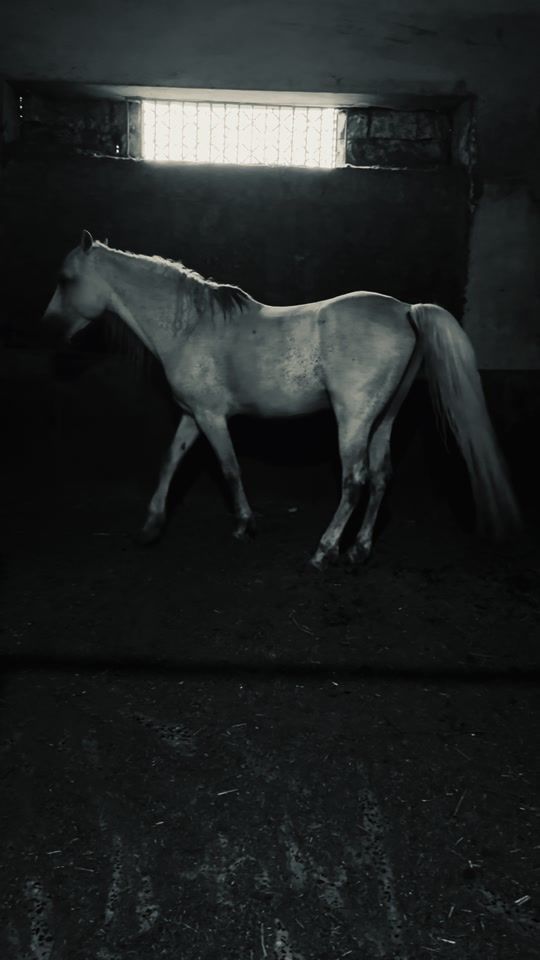 TikTok video thumbnail by horses.711