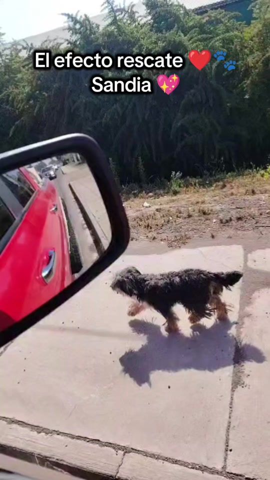 TikTok video thumbnail by aperremosong