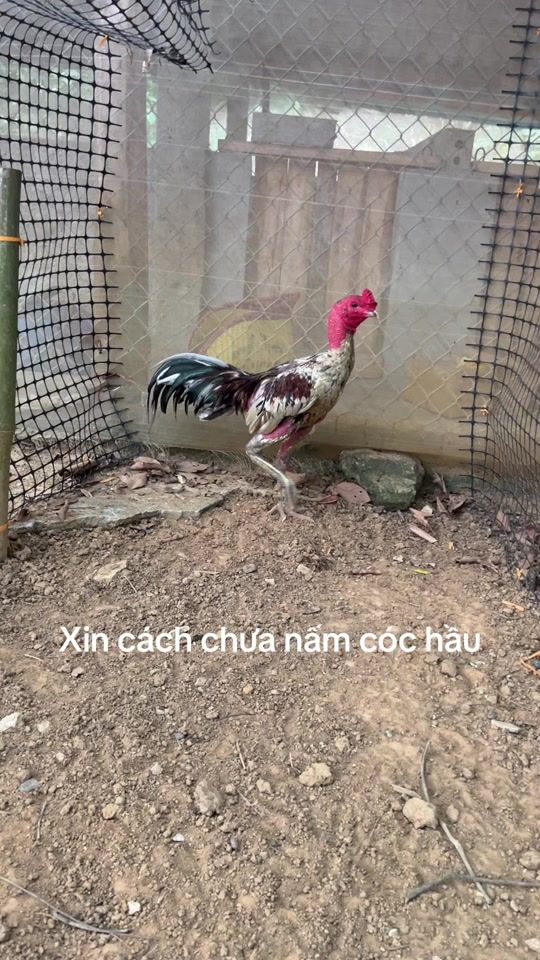 TikTok video thumbnail by decalpt.19