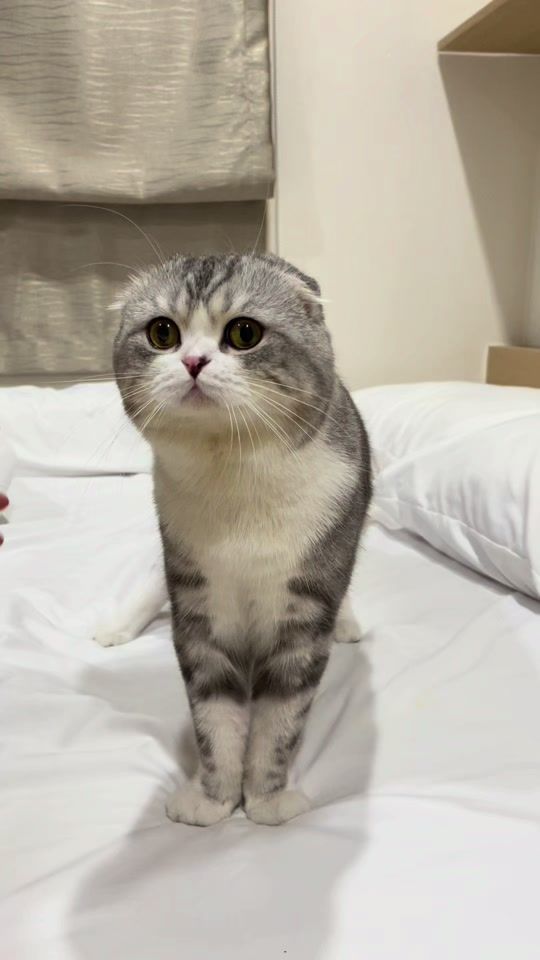 TikTok video thumbnail by bombie.cats
