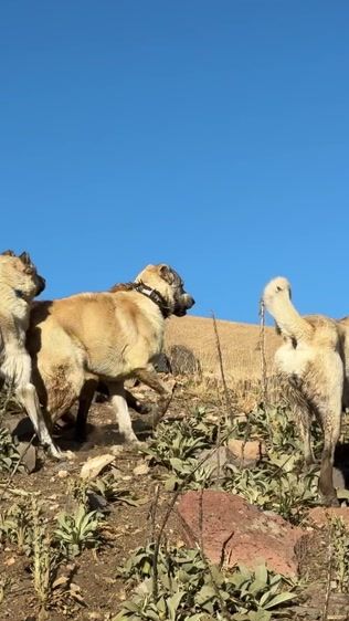 TikTok video thumbnail by erdalkrdg