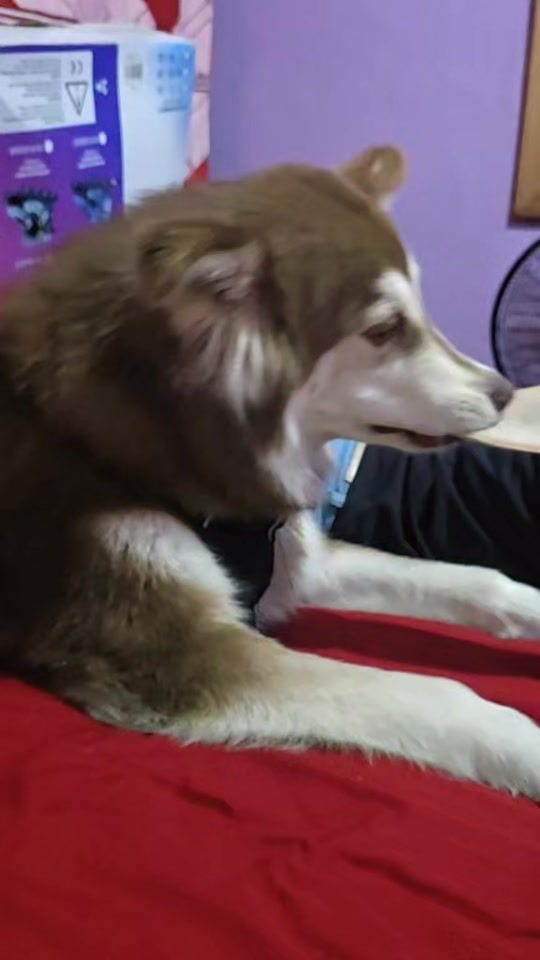 TikTok video thumbnail by linaromero89