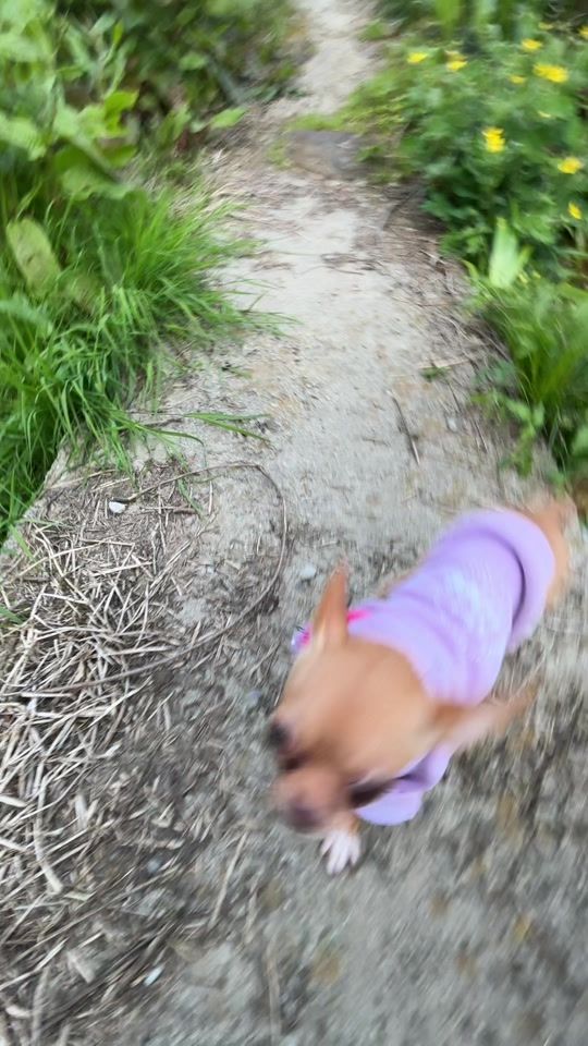 TikTok video thumbnail by milisia_chihuahua