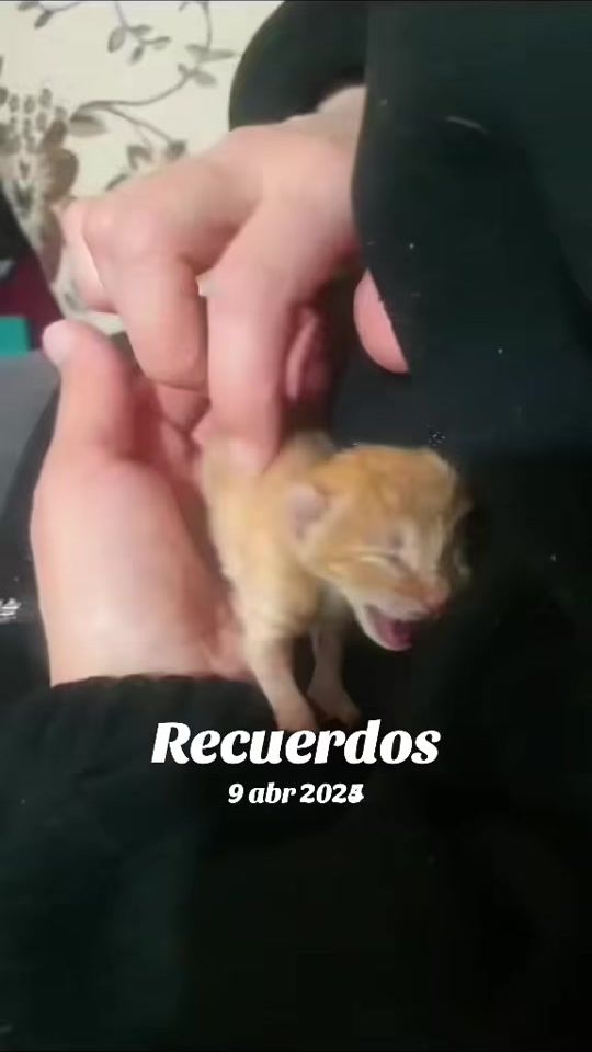 TikTok video thumbnail by nataliaoses20