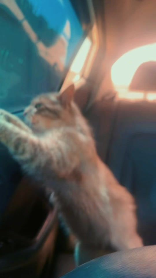 TikTok video thumbnail by gazal..2002