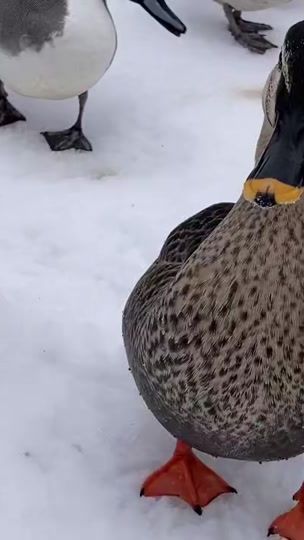 TikTok video thumbnail by hunter..duck15