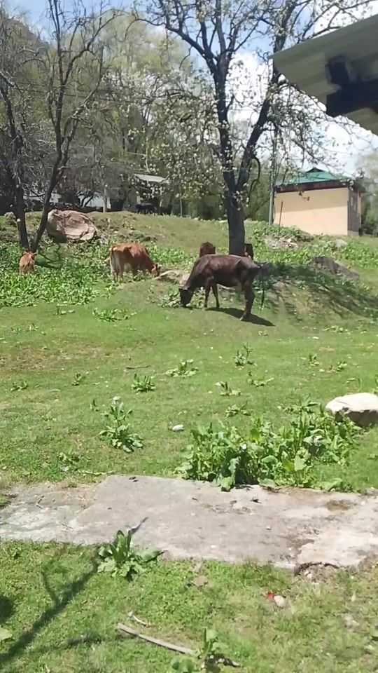 TikTok video thumbnail by tashi.wangom