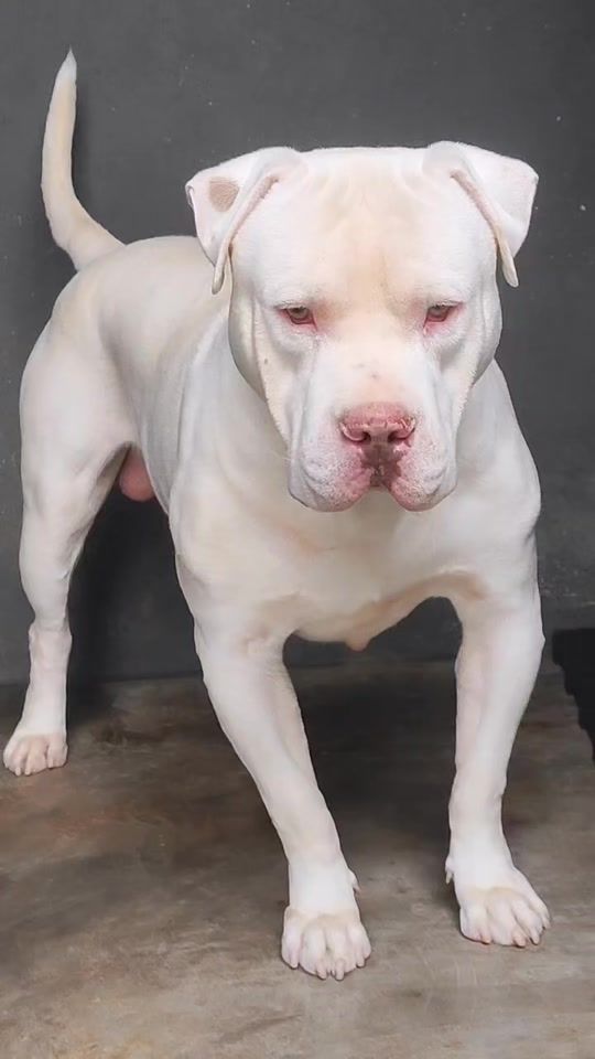 TikTok video thumbnail by les_chiens56