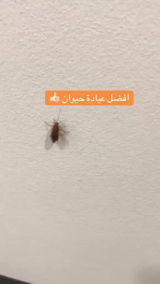 TikTok video thumbnail by xrozx509