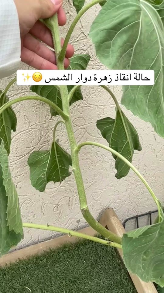 TikTok video thumbnail by alaaplant