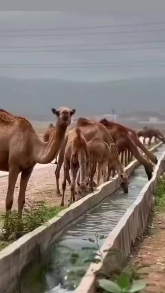 TikTok video thumbnail by 711_871