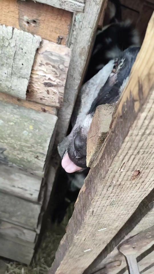 TikTok video thumbnail by sykiyyy_