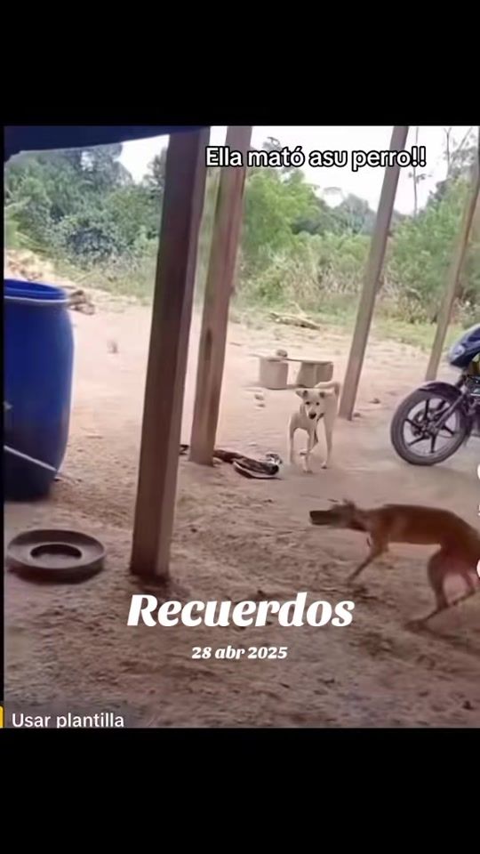 TikTok video thumbnail by _aroha_girl