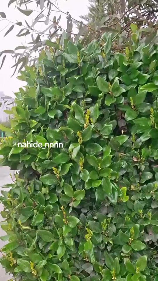 TikTok video thumbnail by nahide_nnnn_