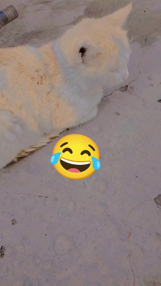 TikTok video thumbnail by yangi.bozor3