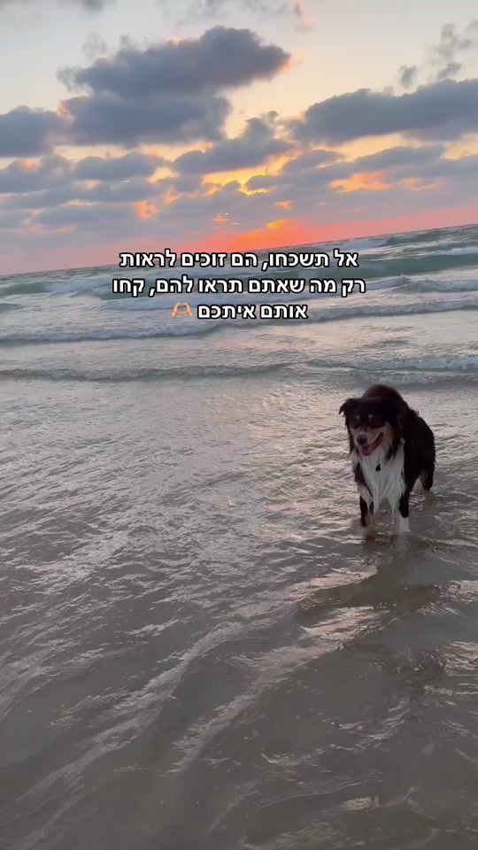 TikTok video thumbnail by ray_sun.the_aussie