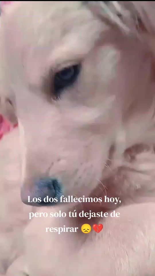 TikTok video thumbnail by lucesita_luz