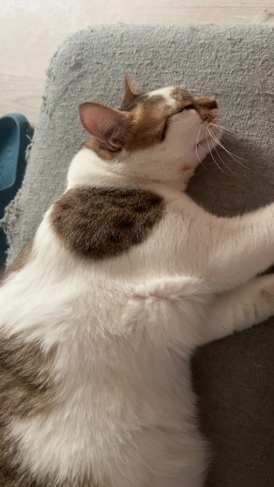 TikTok video thumbnail by hamshary.cat