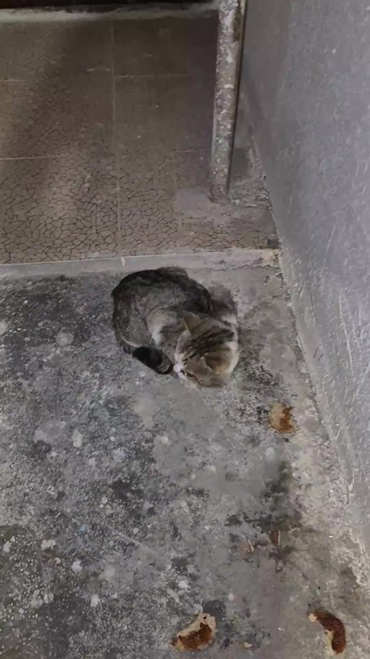 TikTok video thumbnail by yetilerin_dostu