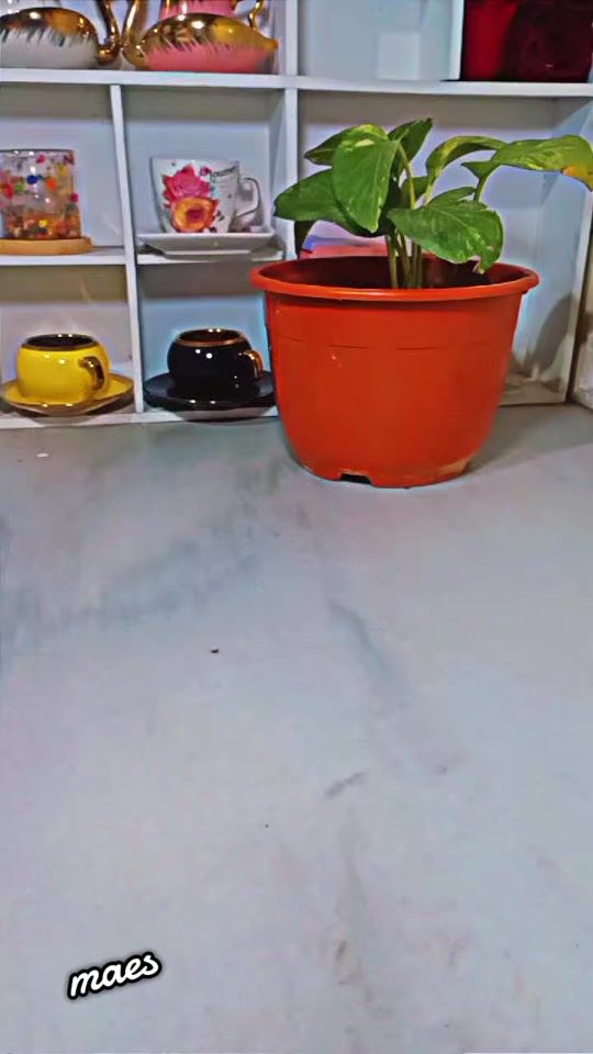 TikTok video thumbnail by maesyyy666
