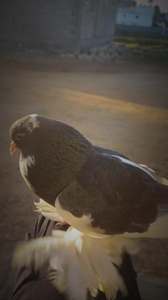 TikTok video thumbnail by ak_._2020