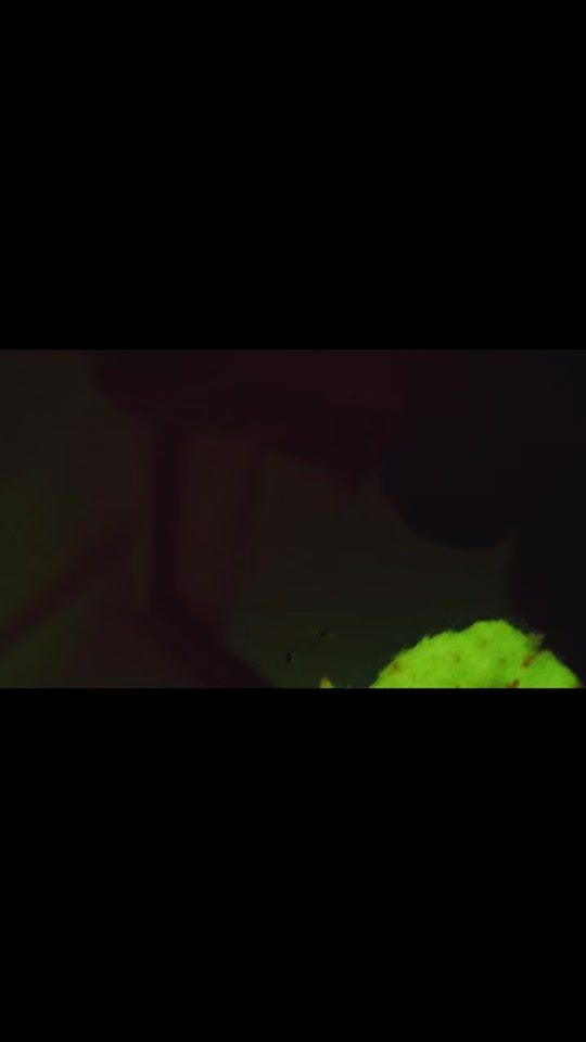 TikTok video thumbnail by estianrecords