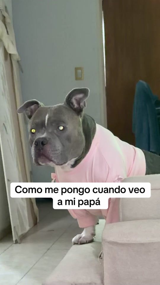 TikTok video thumbnail by bucefaloalejandro