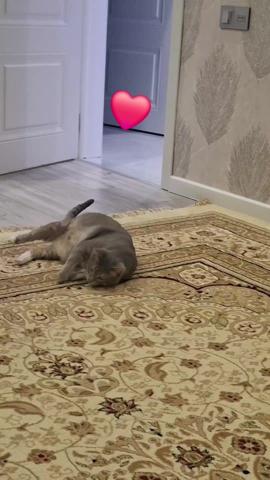 TikTok video thumbnail by n9697r