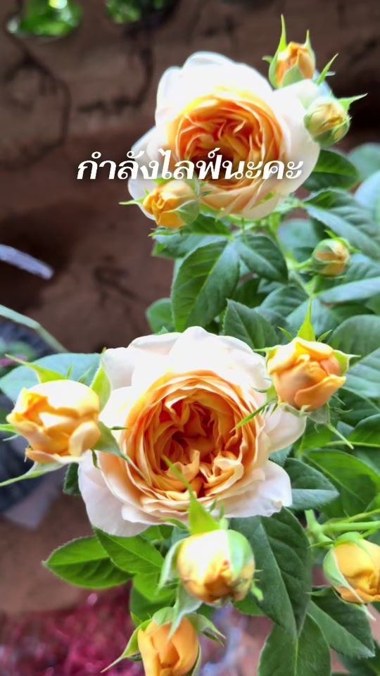 TikTok video thumbnail by tang_patcharee