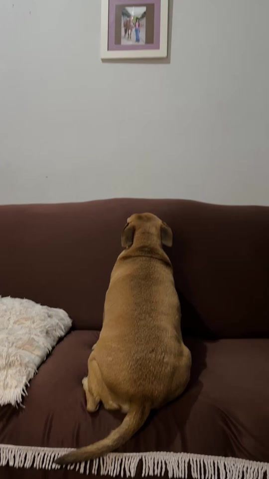 TikTok video thumbnail by pituxa_araujo