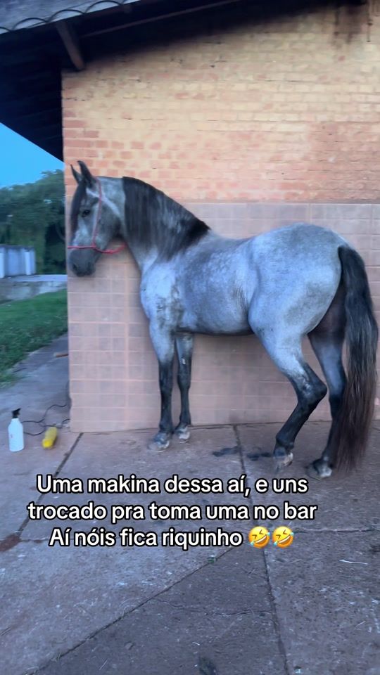 TikTok video thumbnail by cavalos_ferreira