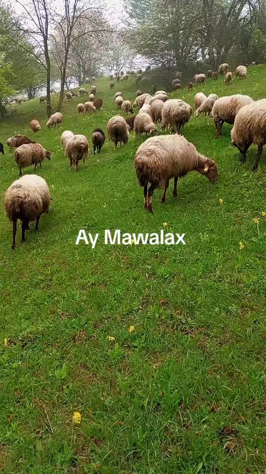 TikTok video thumbnail by ramin.tun