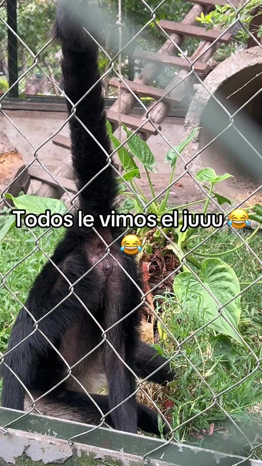 TikTok video thumbnail by soycatta0