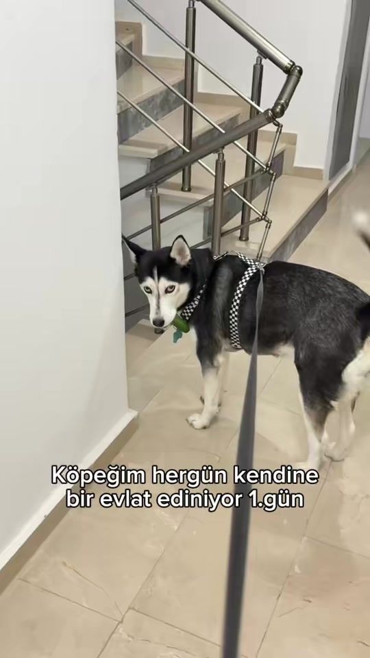 TikTok video thumbnail by pinarfiloglu