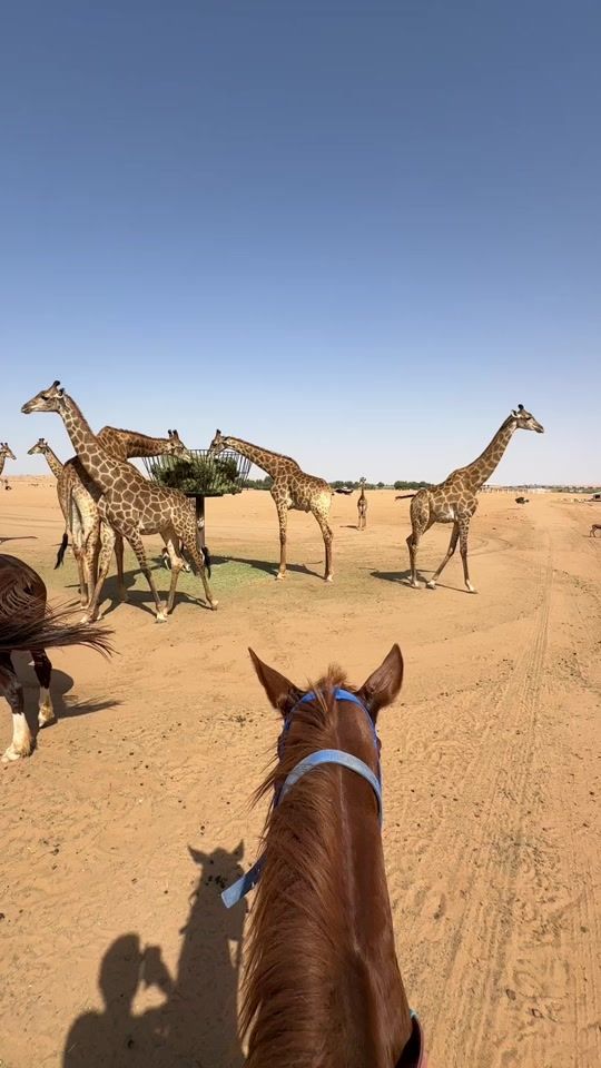 TikTok video thumbnail by horse_bh