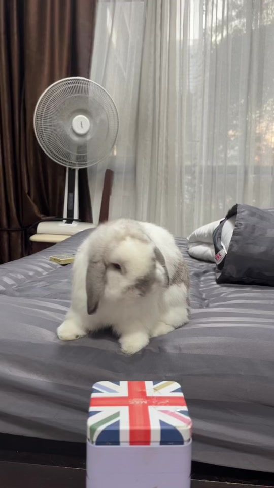 TikTok video thumbnail by chubbyluca
