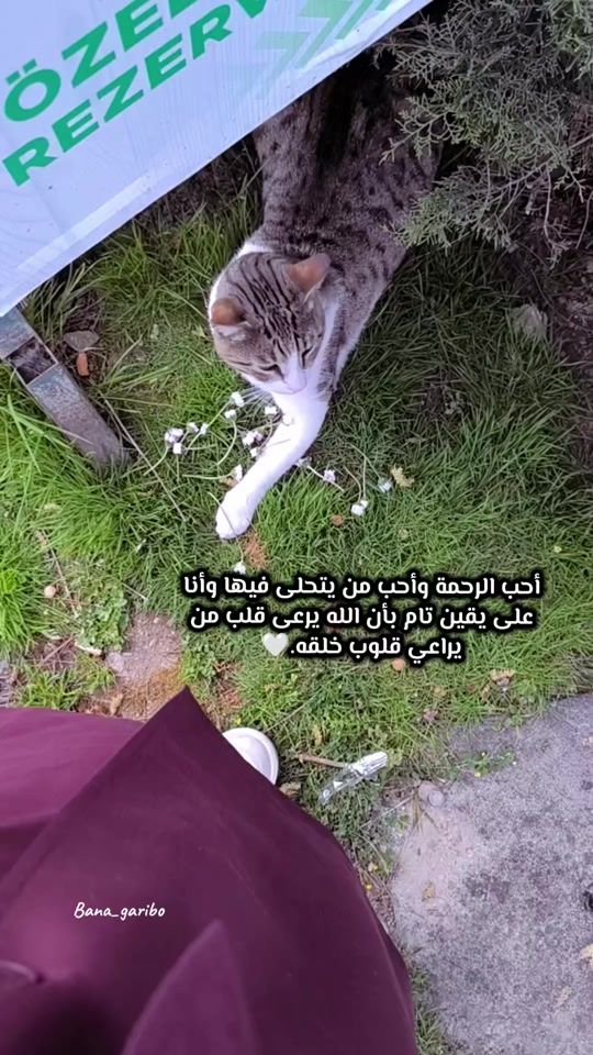 TikTok video thumbnail by bana_garibo