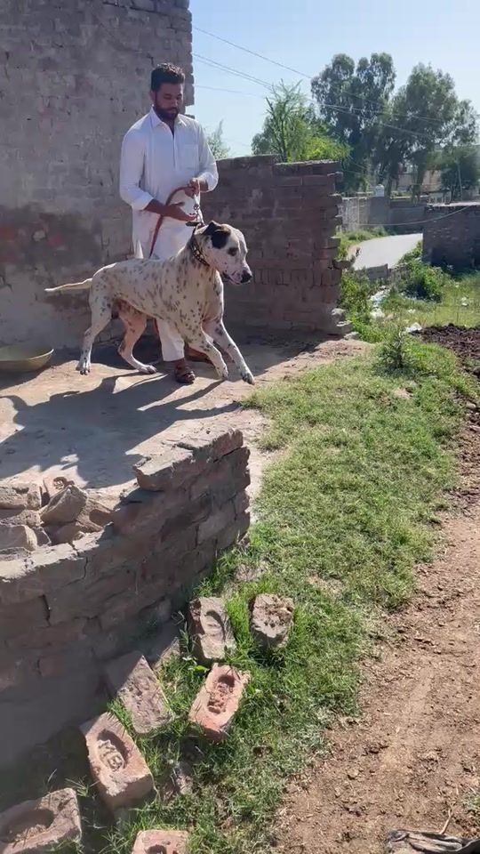 TikTok video thumbnail by ch_virk_555